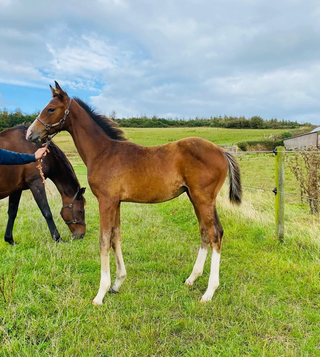Colt foal - Image 2