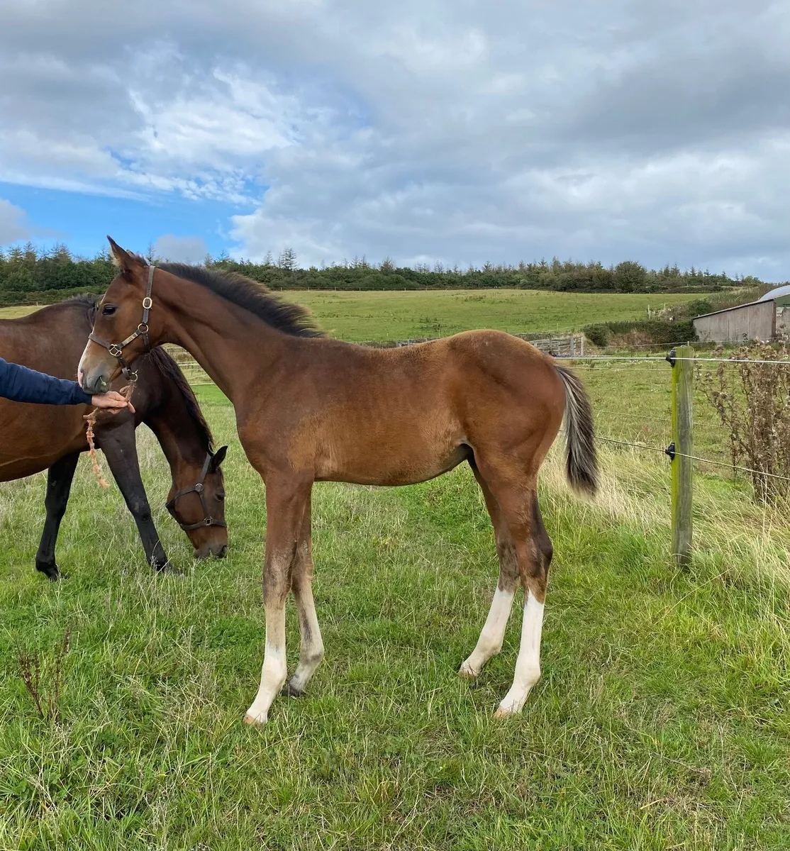 Colt foal - Image 3