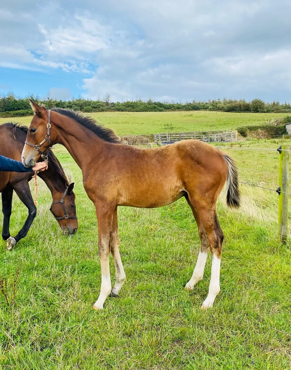 Colt foal - Image 1