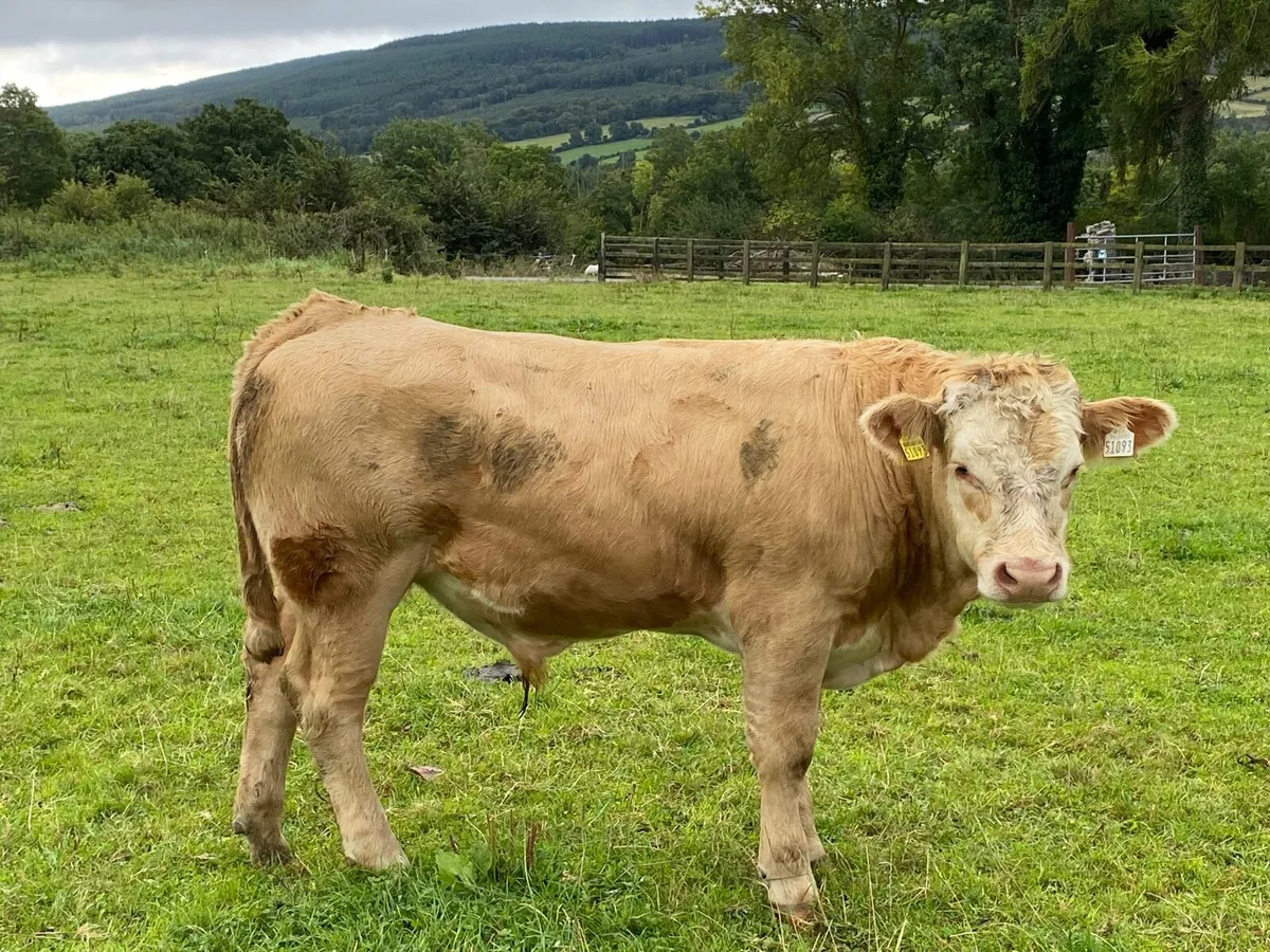 Organic bullocks & heifers - Image 1