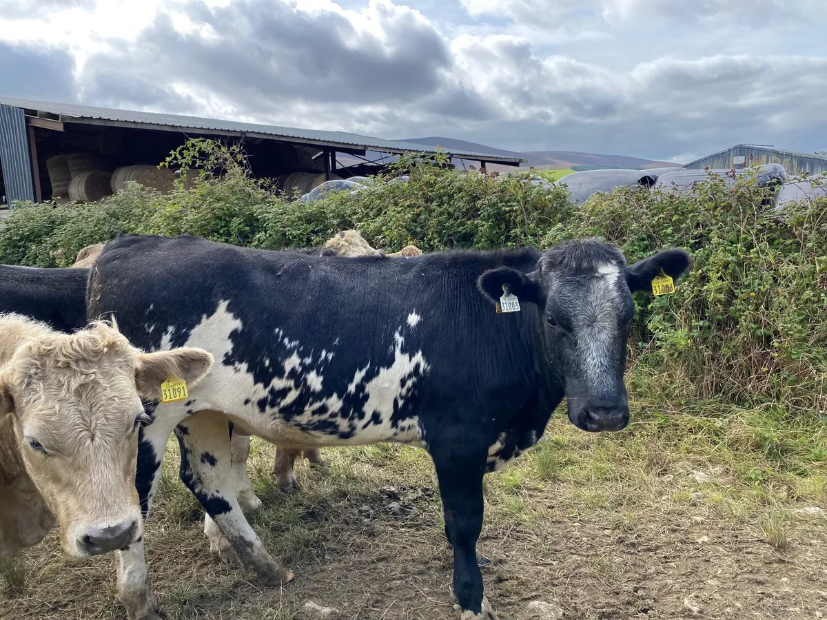 Organic bullocks & heifers - Image 2