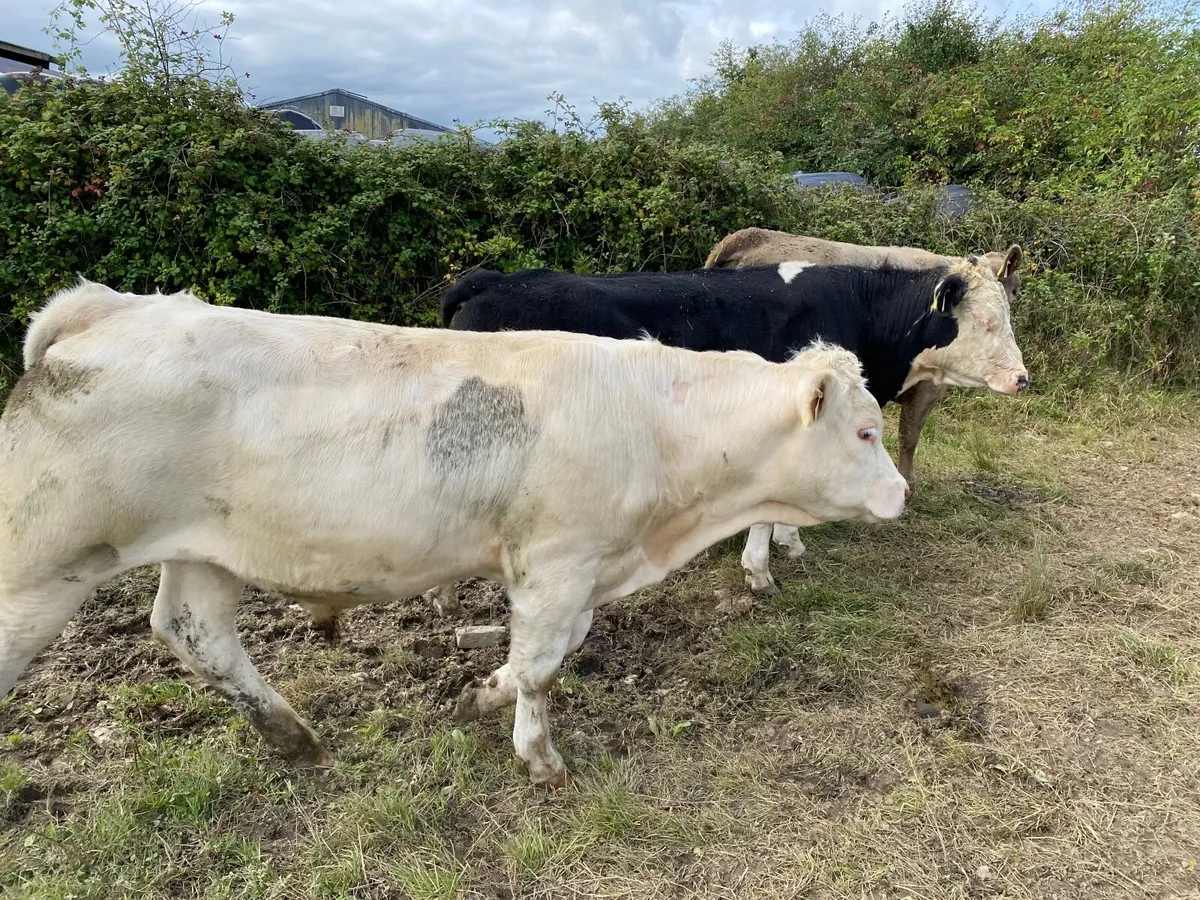 Organic bullocks & heifers - Image 3