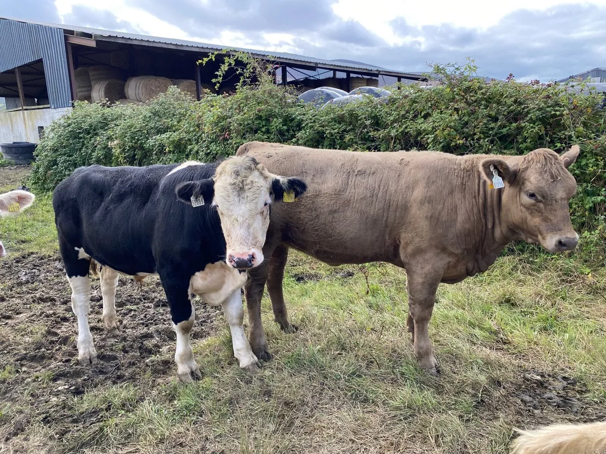 Organic bullocks & heifers - Image 4