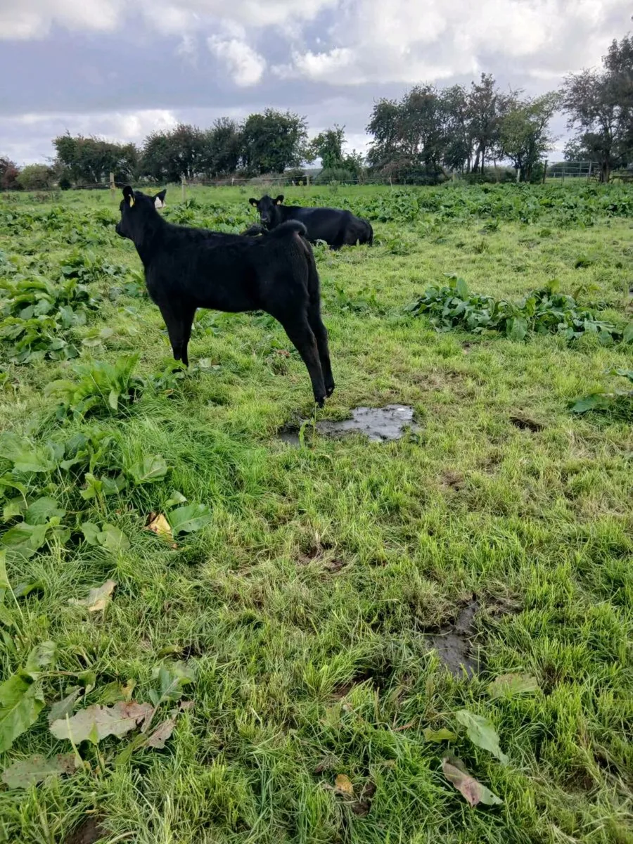 PBR Angus Cows - Image 3