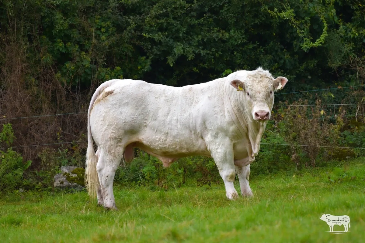 Pedigree Charolais Bull - Image 1