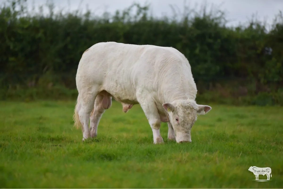 Pedigree Charolais Bull - Image 3