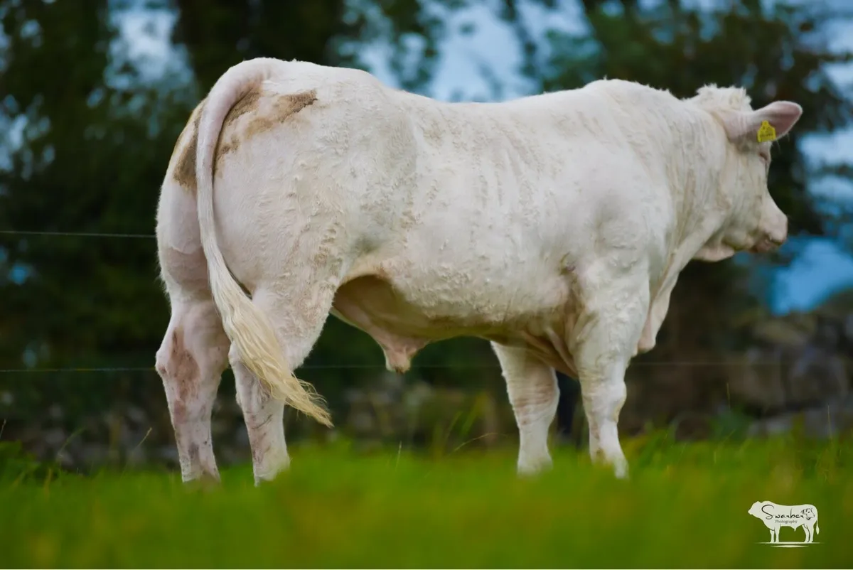 Pedigree Charolais Bull - Image 4