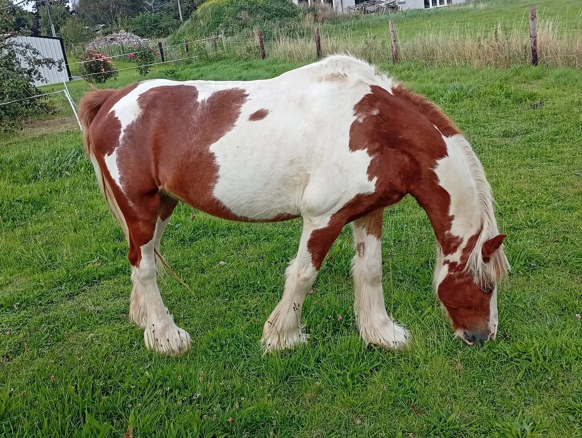 Horse