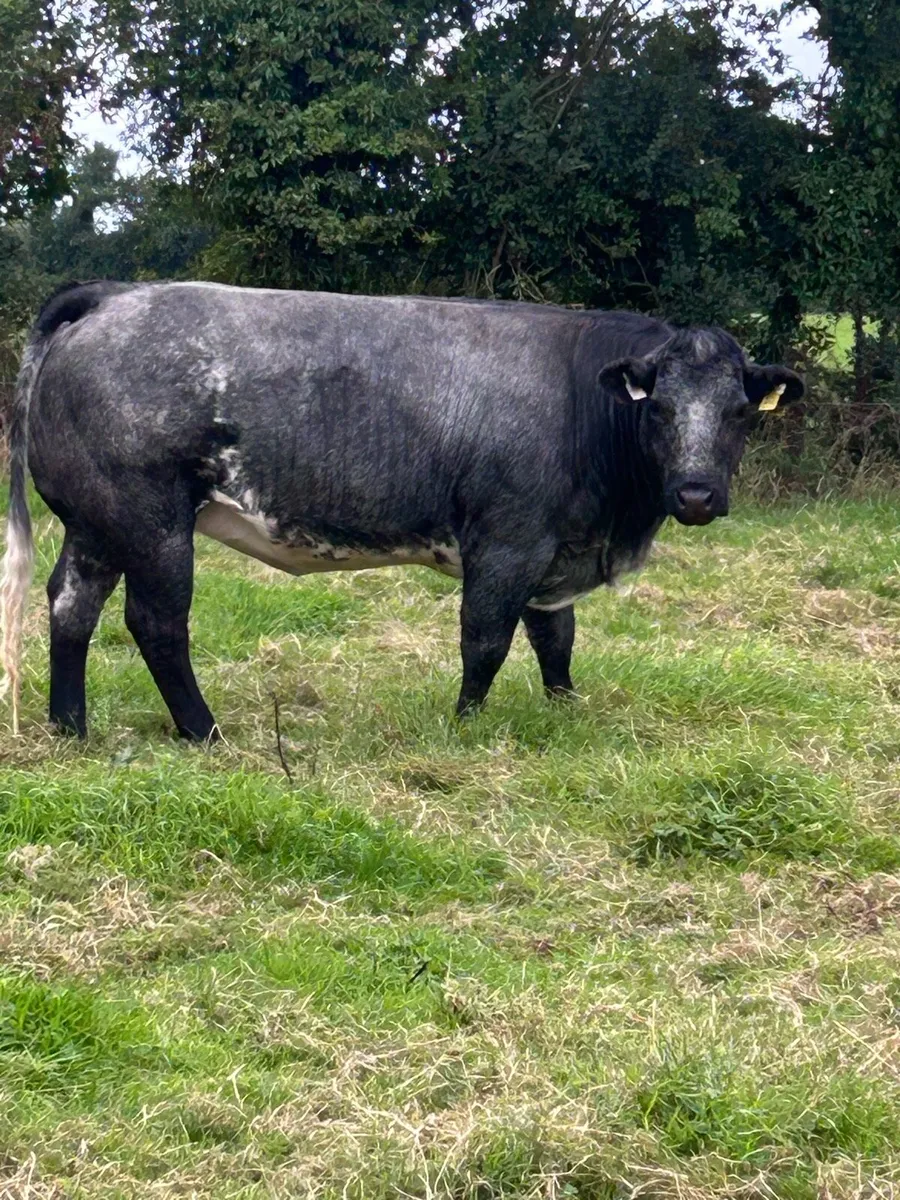 Heifer - Image 1