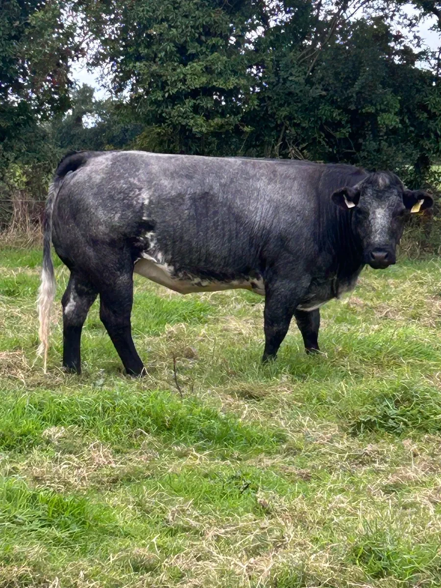 Heifer - Image 2