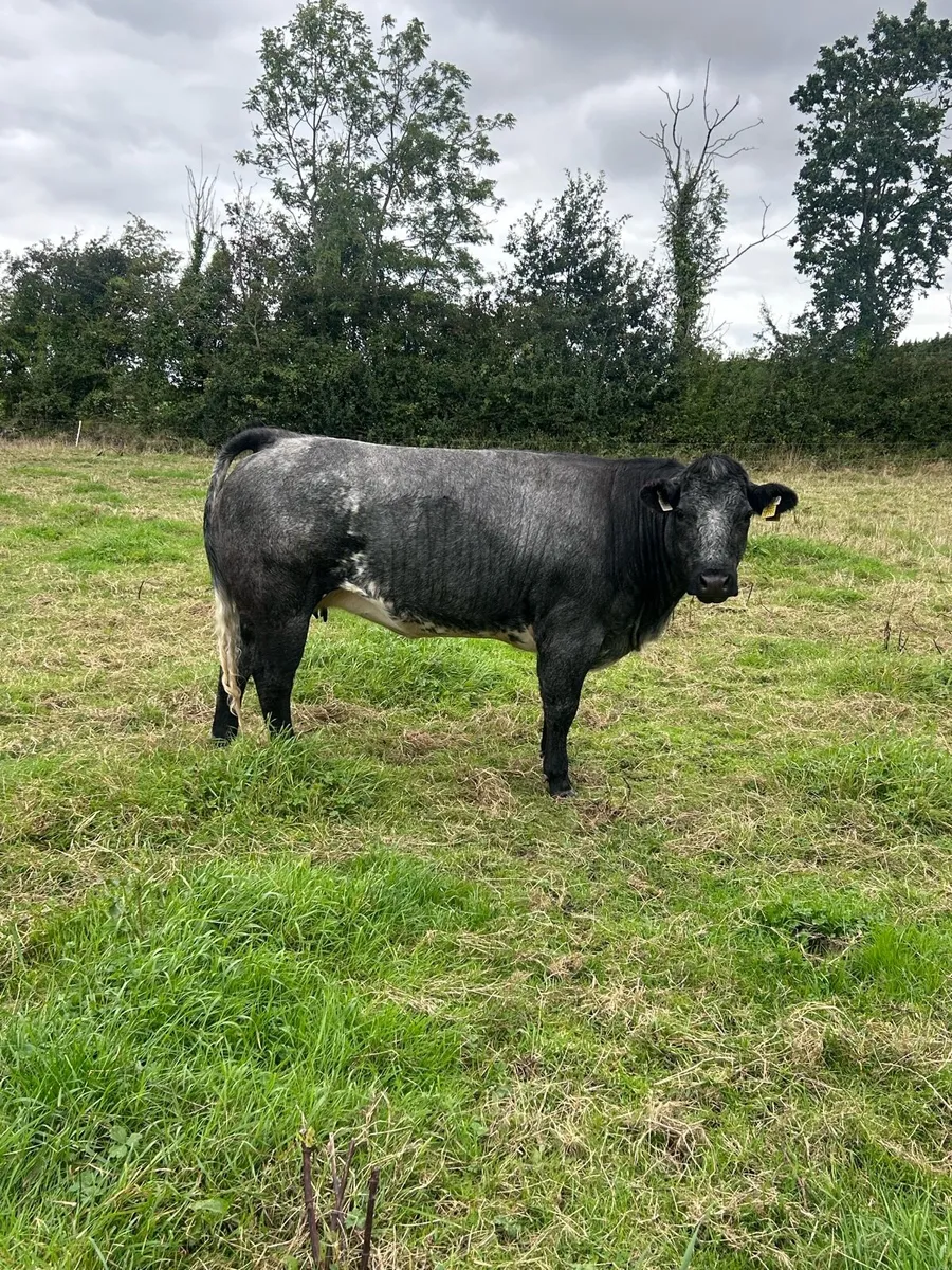 Heifer - Image 3