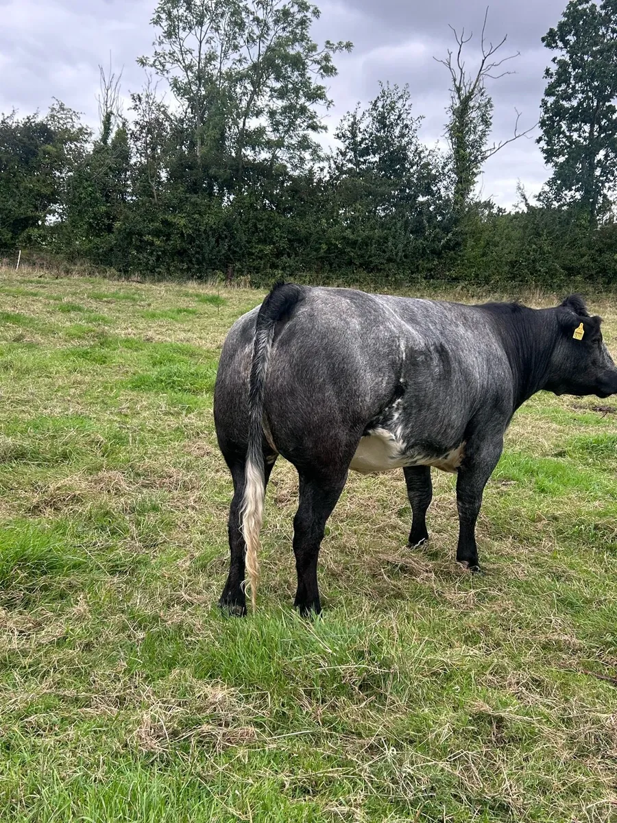 Heifer - Image 4