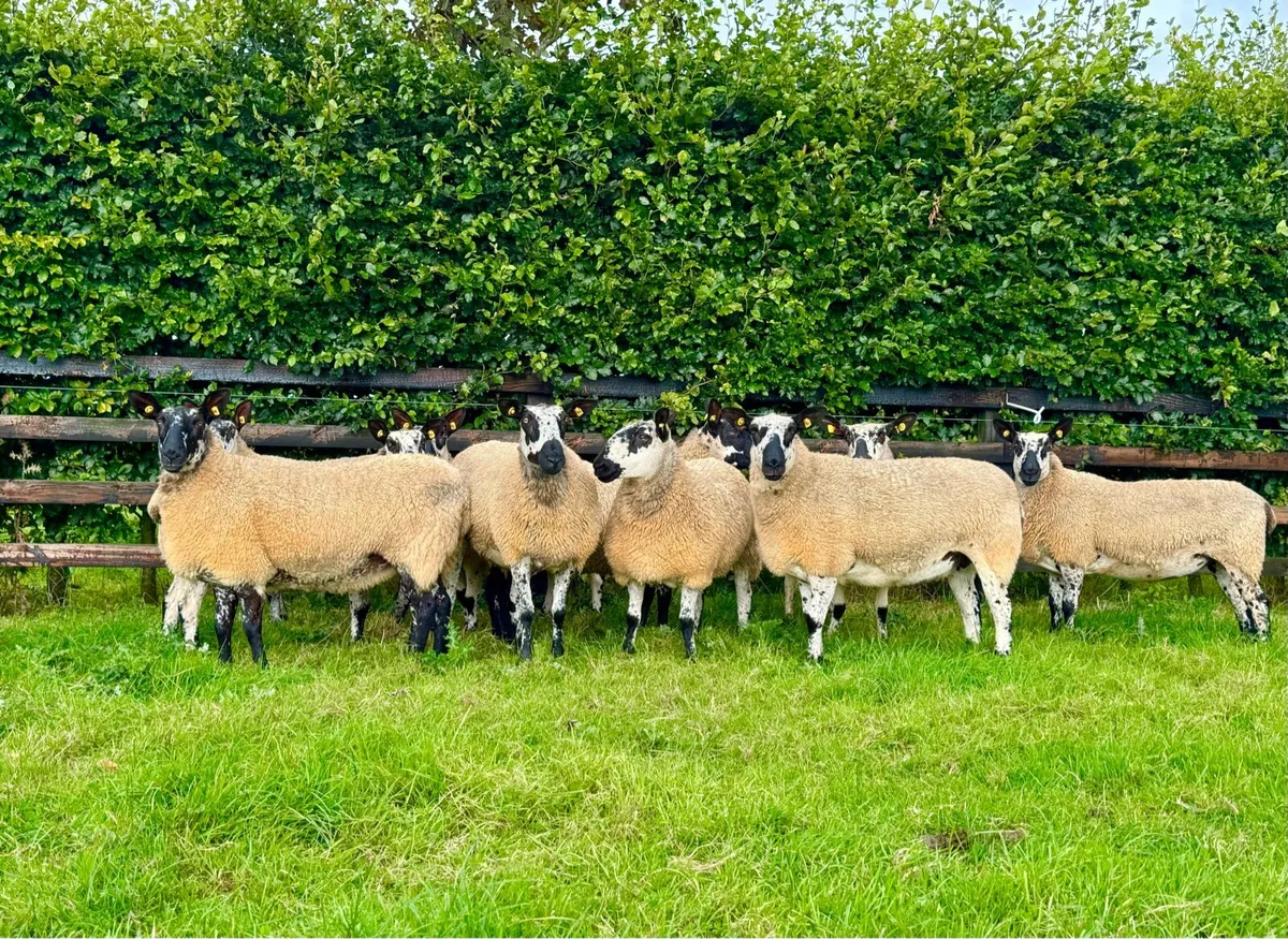 Milford hoggets ⭐️⭐️⭐️