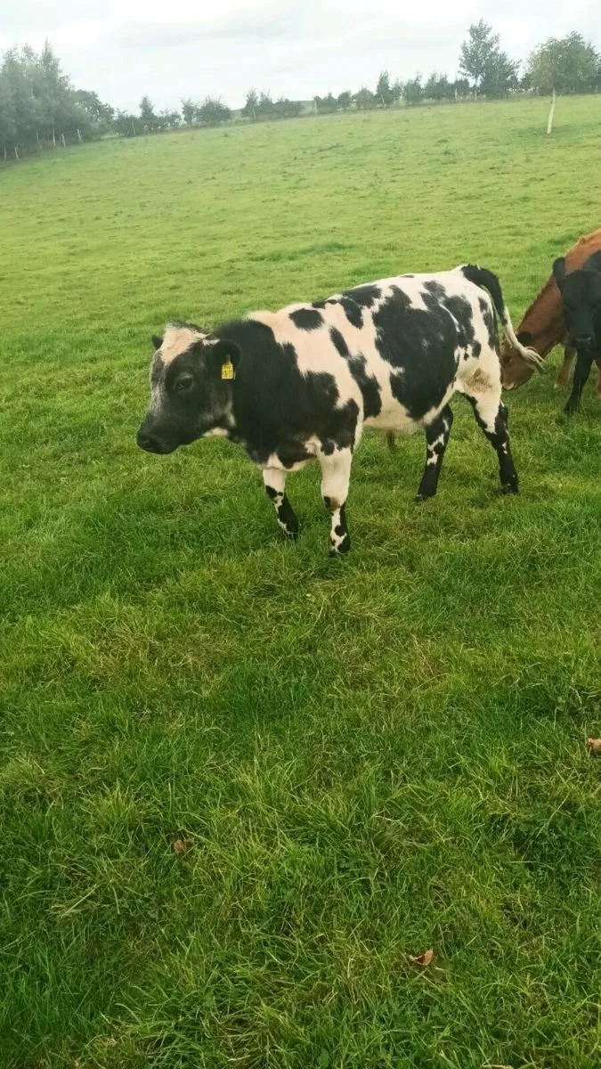 Weanlings - Image 1