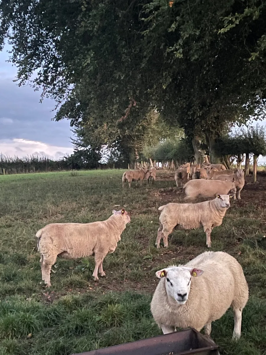 SIS PBR Charolais and texel rams - Image 2