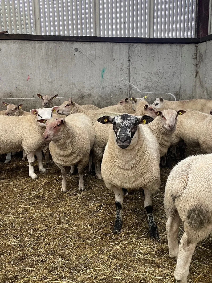 SIS PBR Charolais and texel rams - Image 3