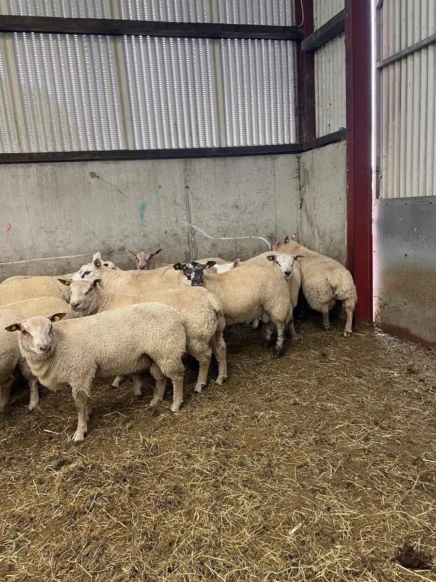 SIS PBR Charolais and texel rams - Image 4