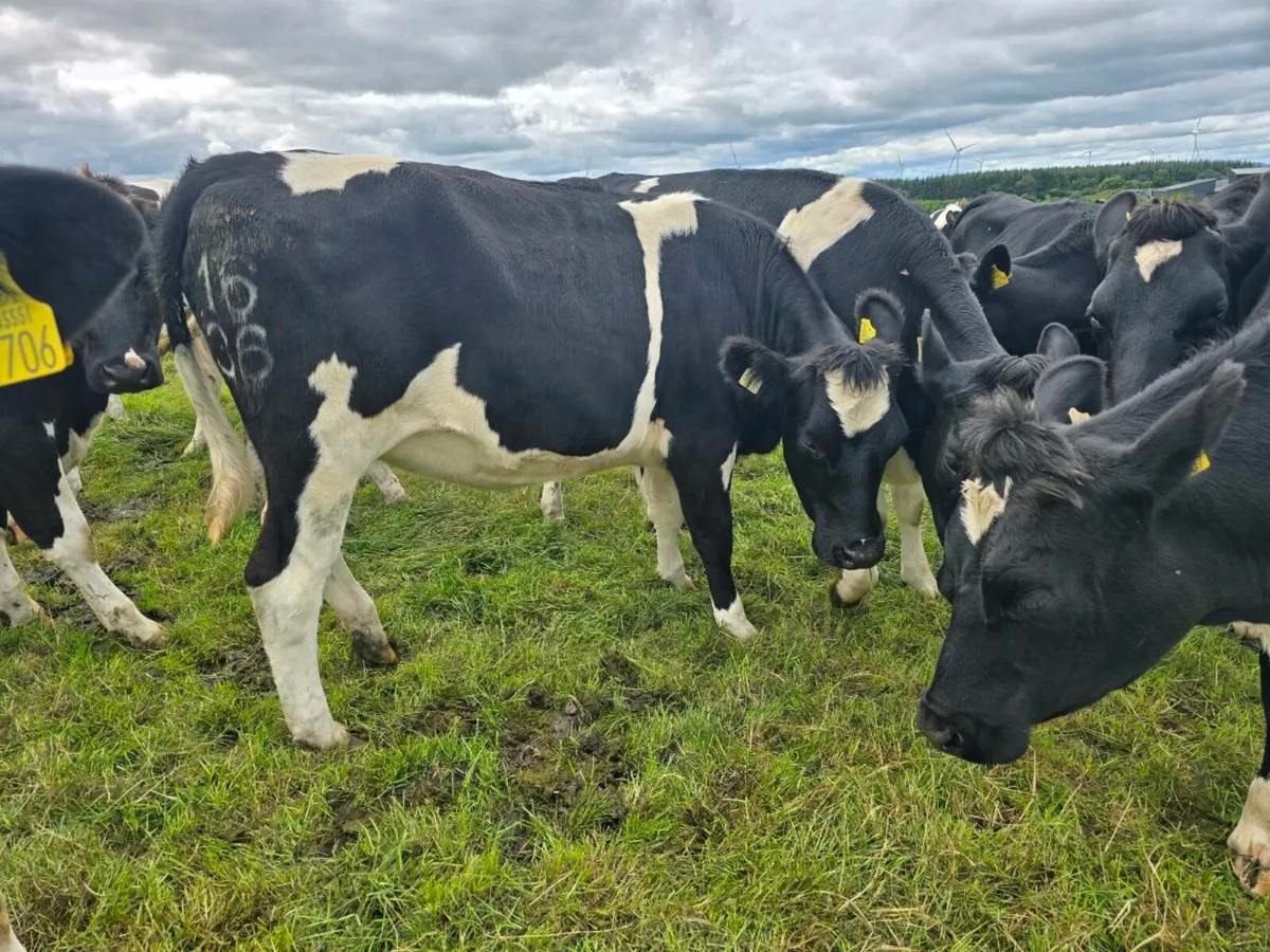 High EBI in calf heifers - Image 2