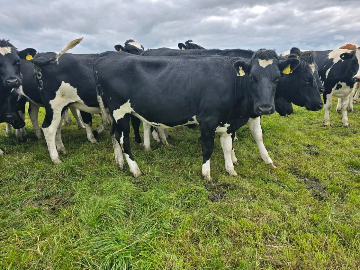 High EBI in calf heifers - Image 3