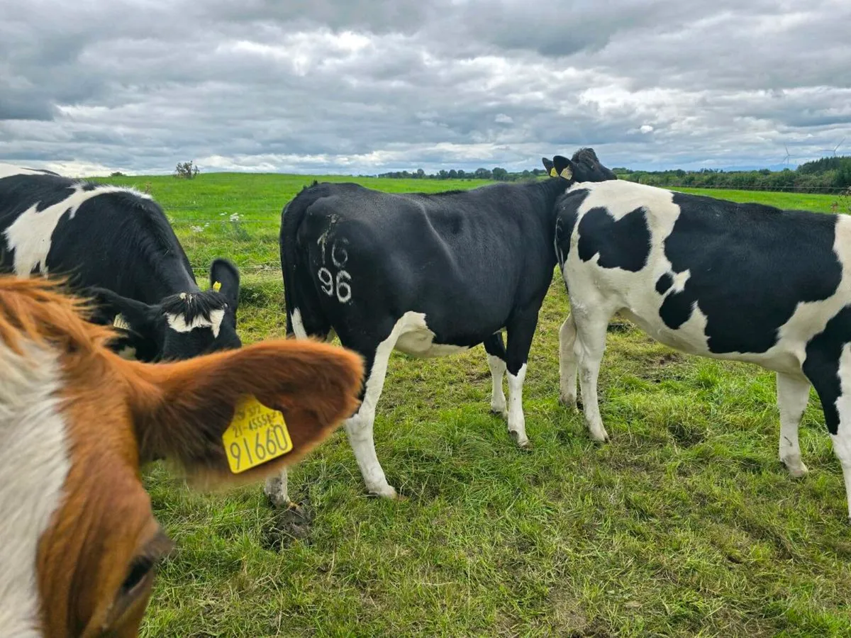 High EBI in calf heifers - Image 4