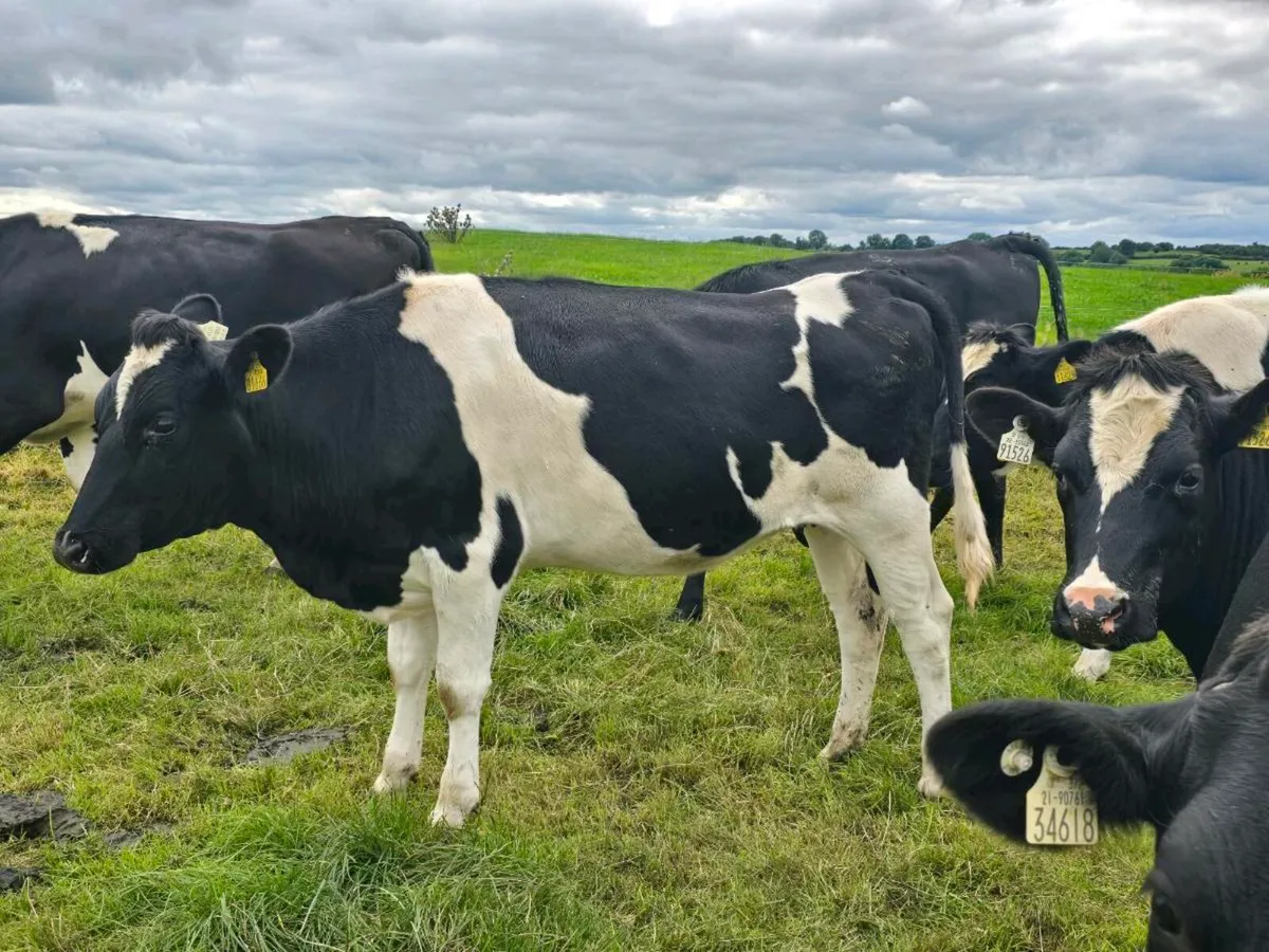 High EBI in calf heifers - Image 1