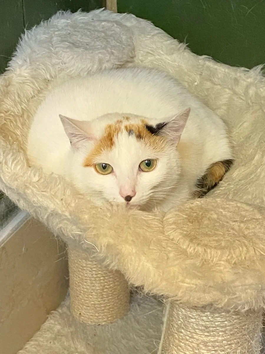 Adult Cat - Image 1