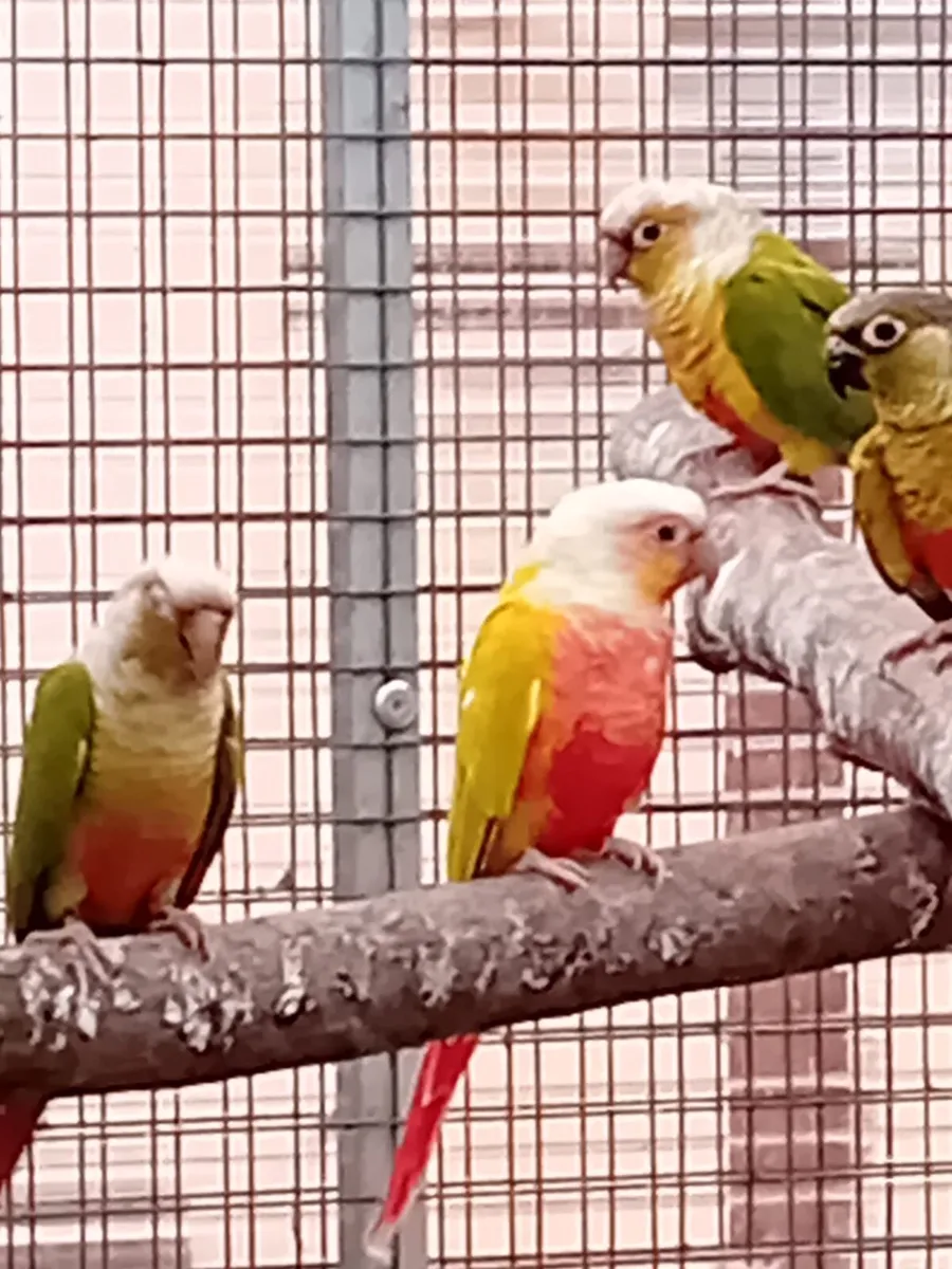 Breeding pair of conure , bird flight - Image 1