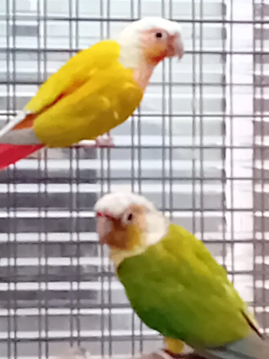 Breeding pair of conure , bird flight - Image 2