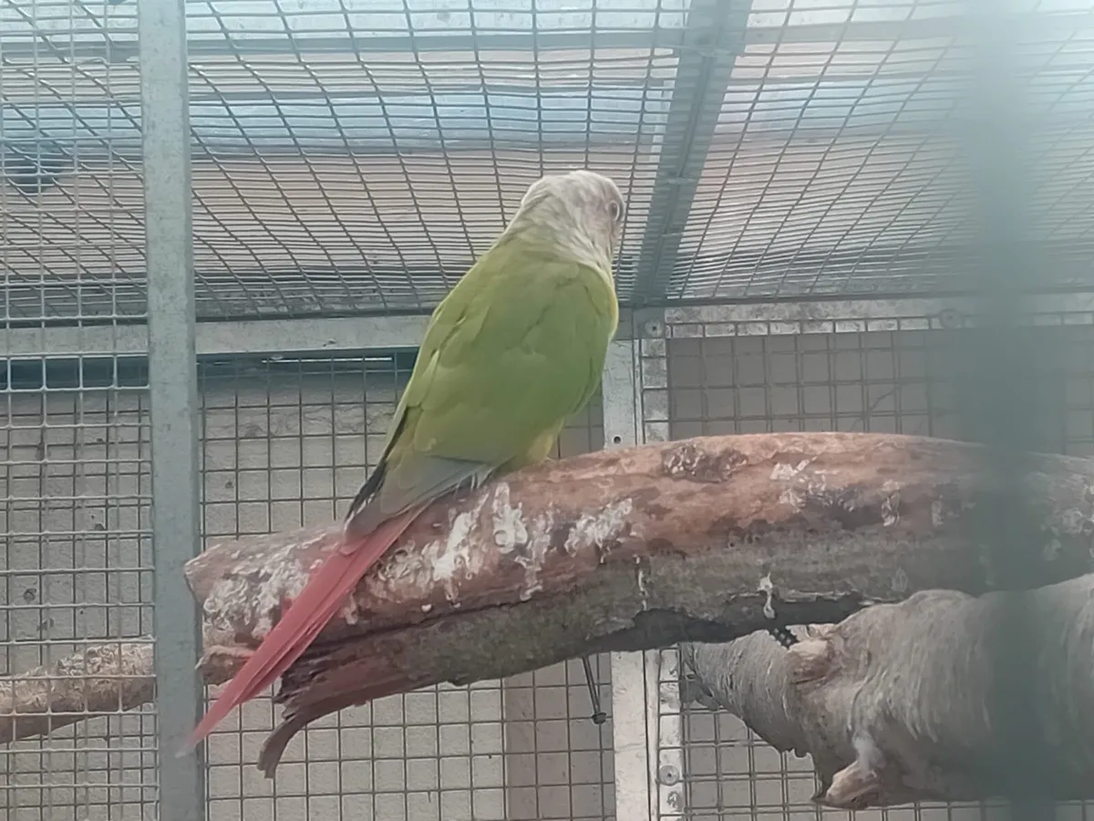Breeding pair of conure , bird flight - Image 4