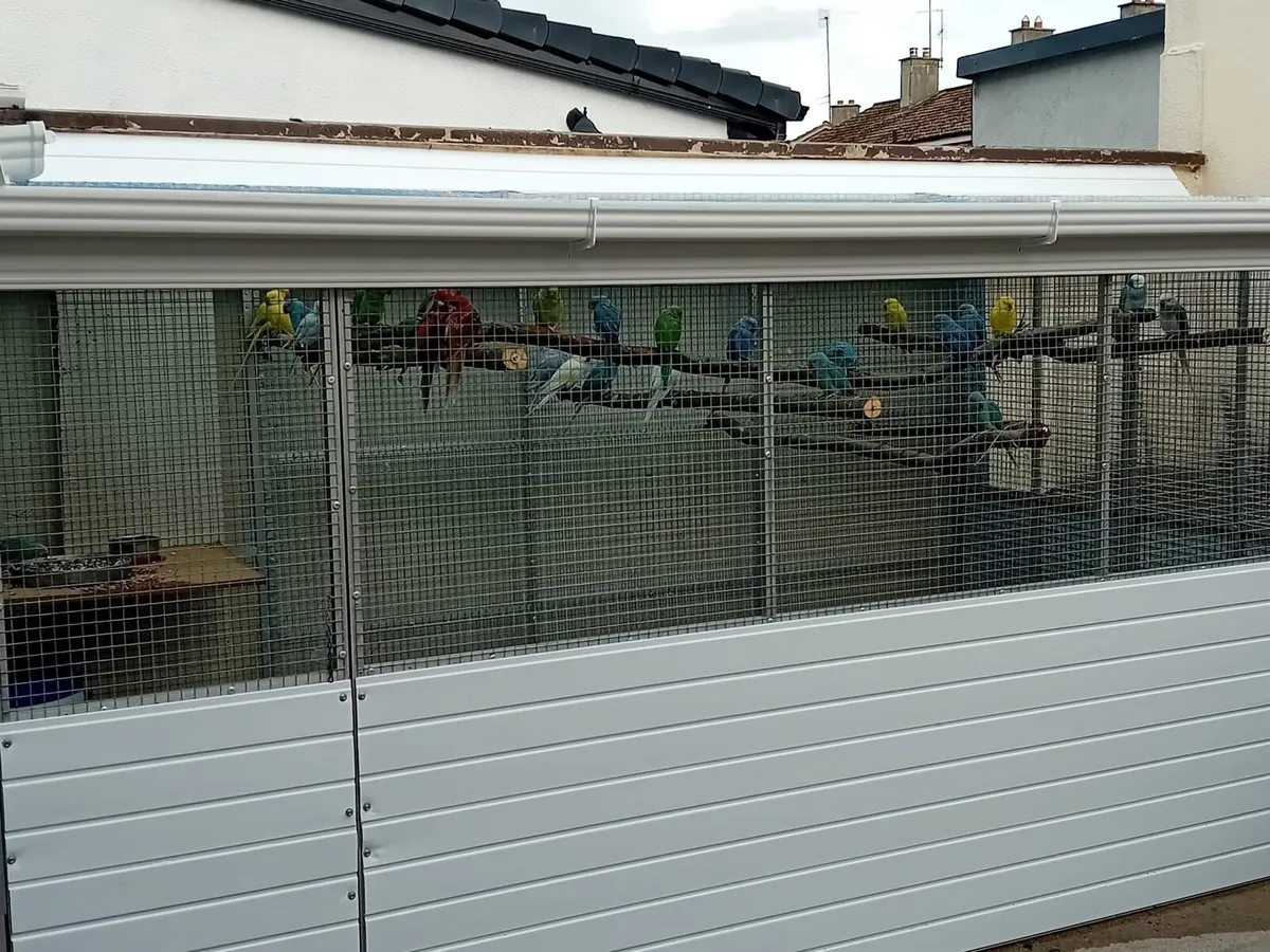 bird flight - Image 1