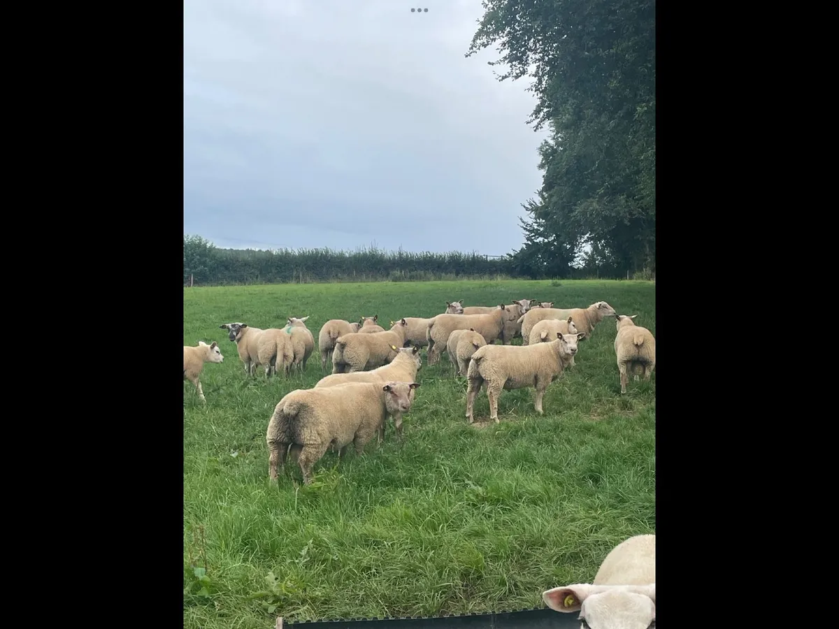 SIS PBR Charolais and texel rams - Image 1