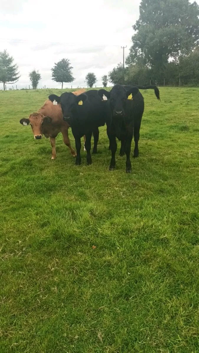 Weanlings - Image 2