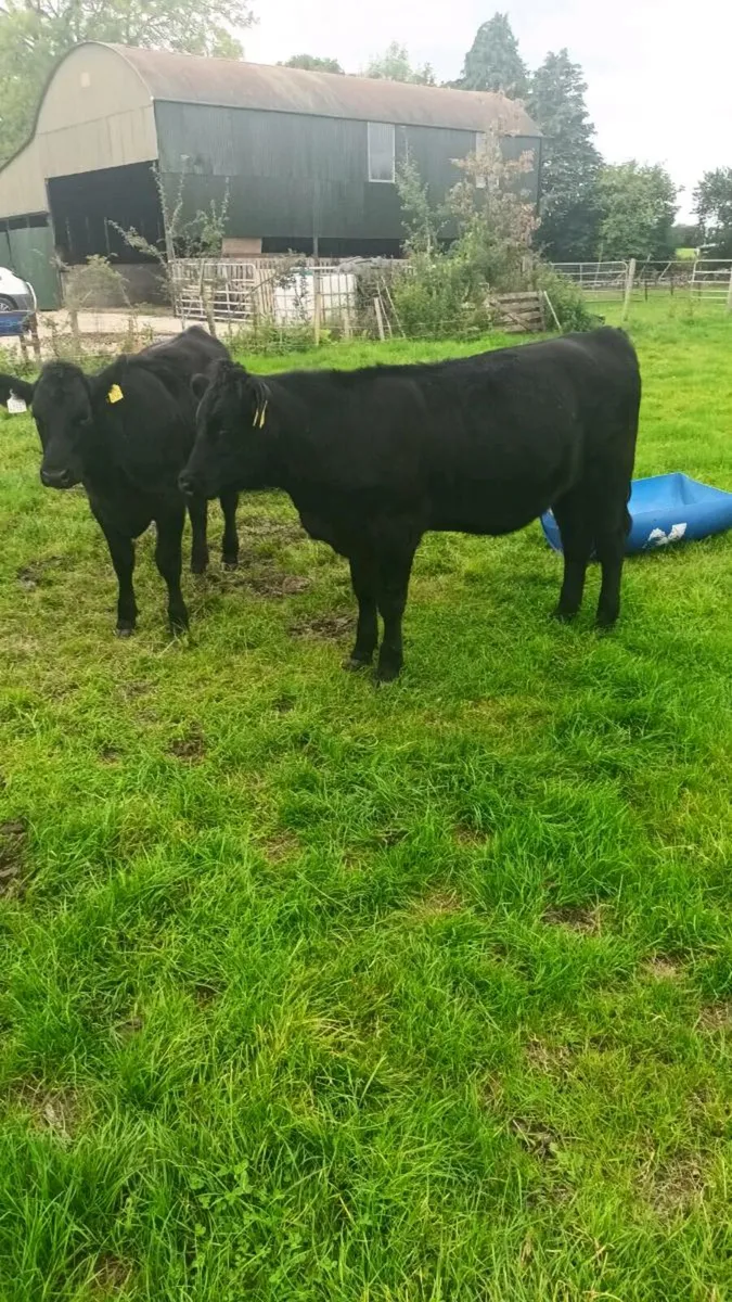 Weanlings - Image 3