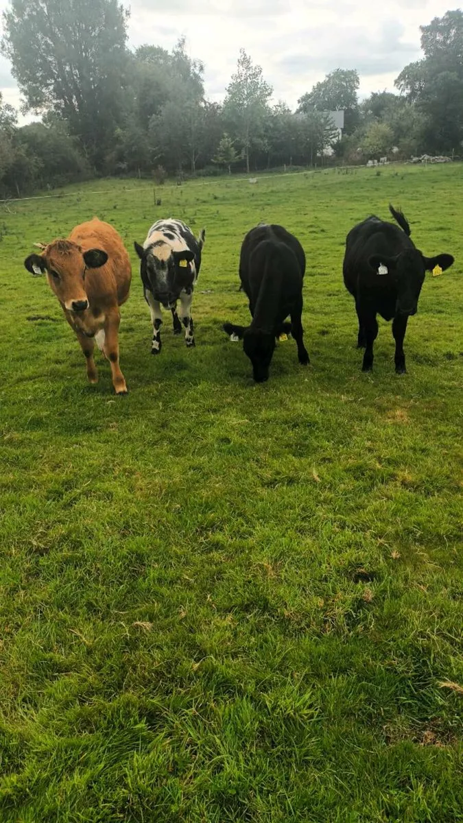 Weanlings - Image 4