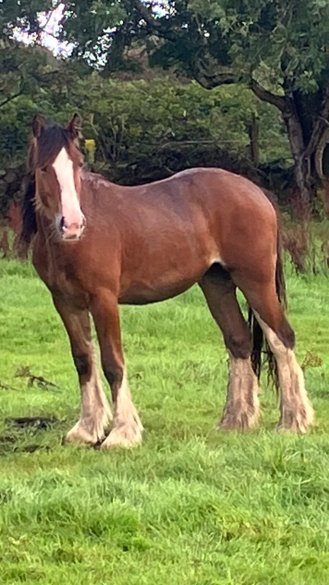 Filly - Image 1