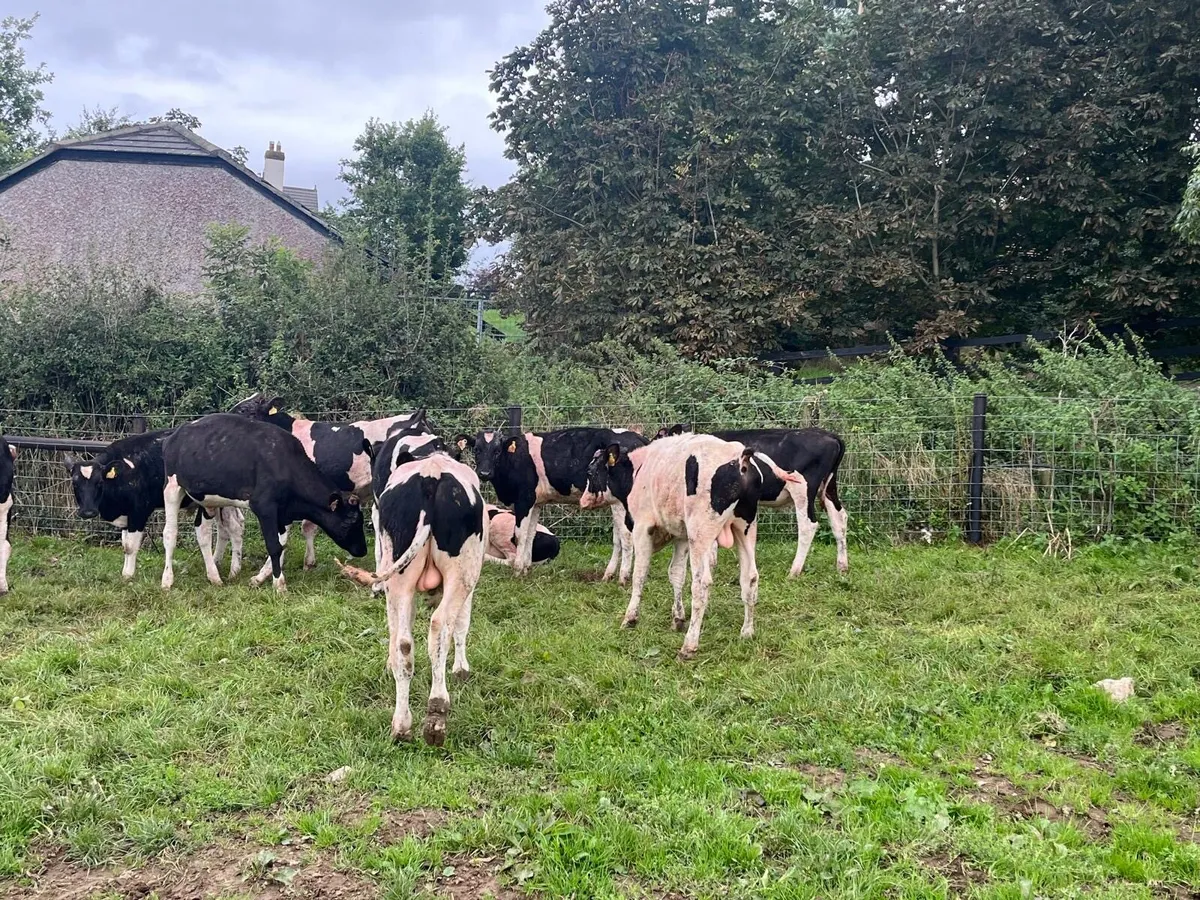 10 proper British Frisian yearling bullocks - Image 1