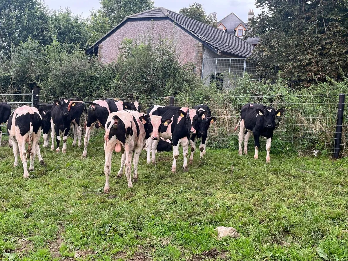 10 proper British Frisian yearling bullocks - Image 2
