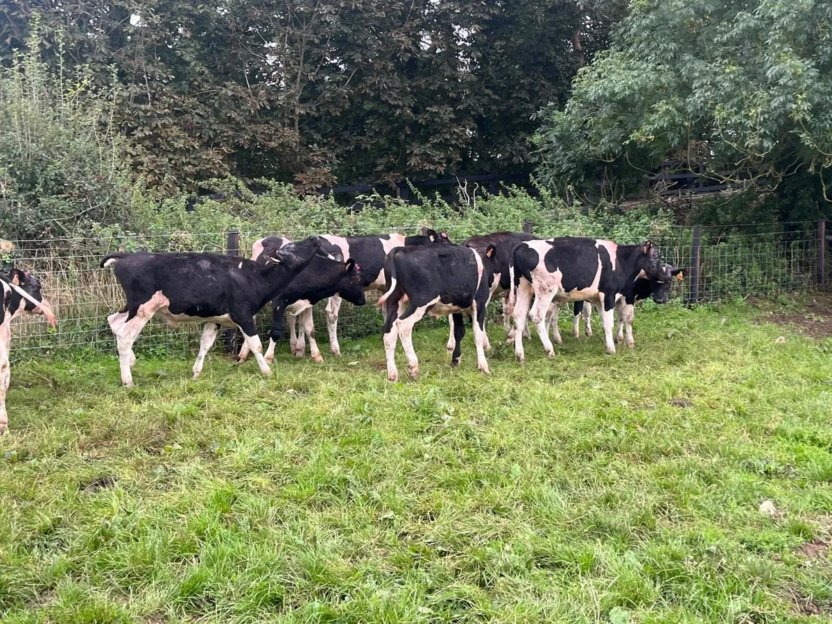 10 proper British Frisian yearling bullocks - Image 4