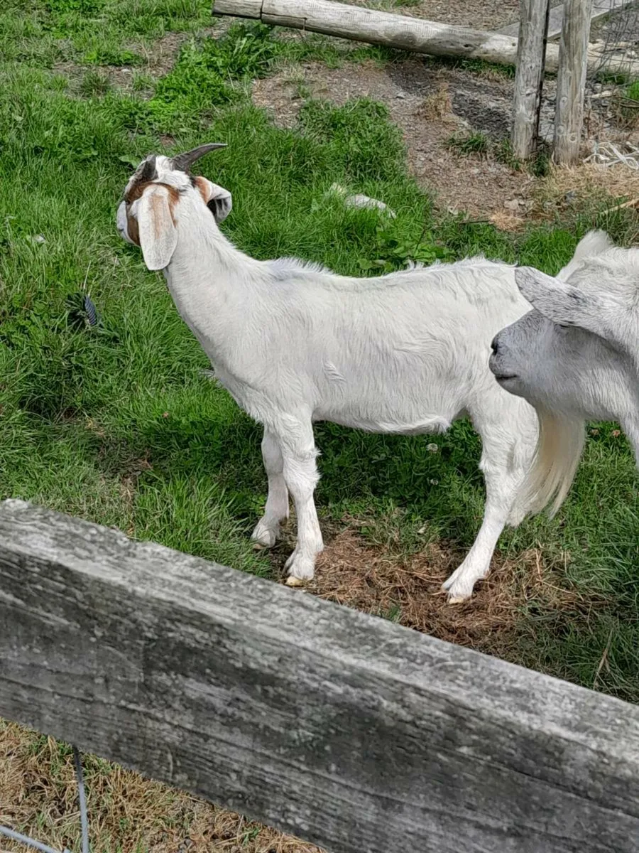 Meat goats - Image 2