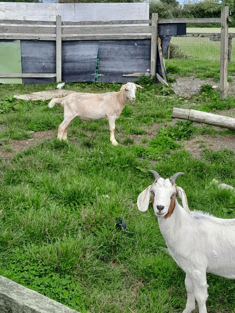 Meat goats - Image 3