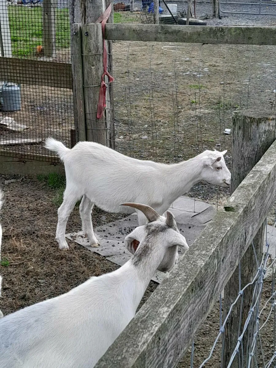 Meat goats - Image 4