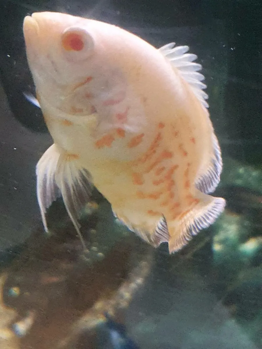 Fish - Image 2