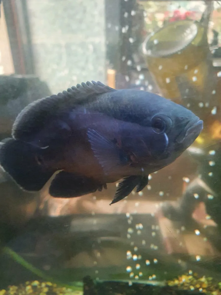 Fish - Image 3