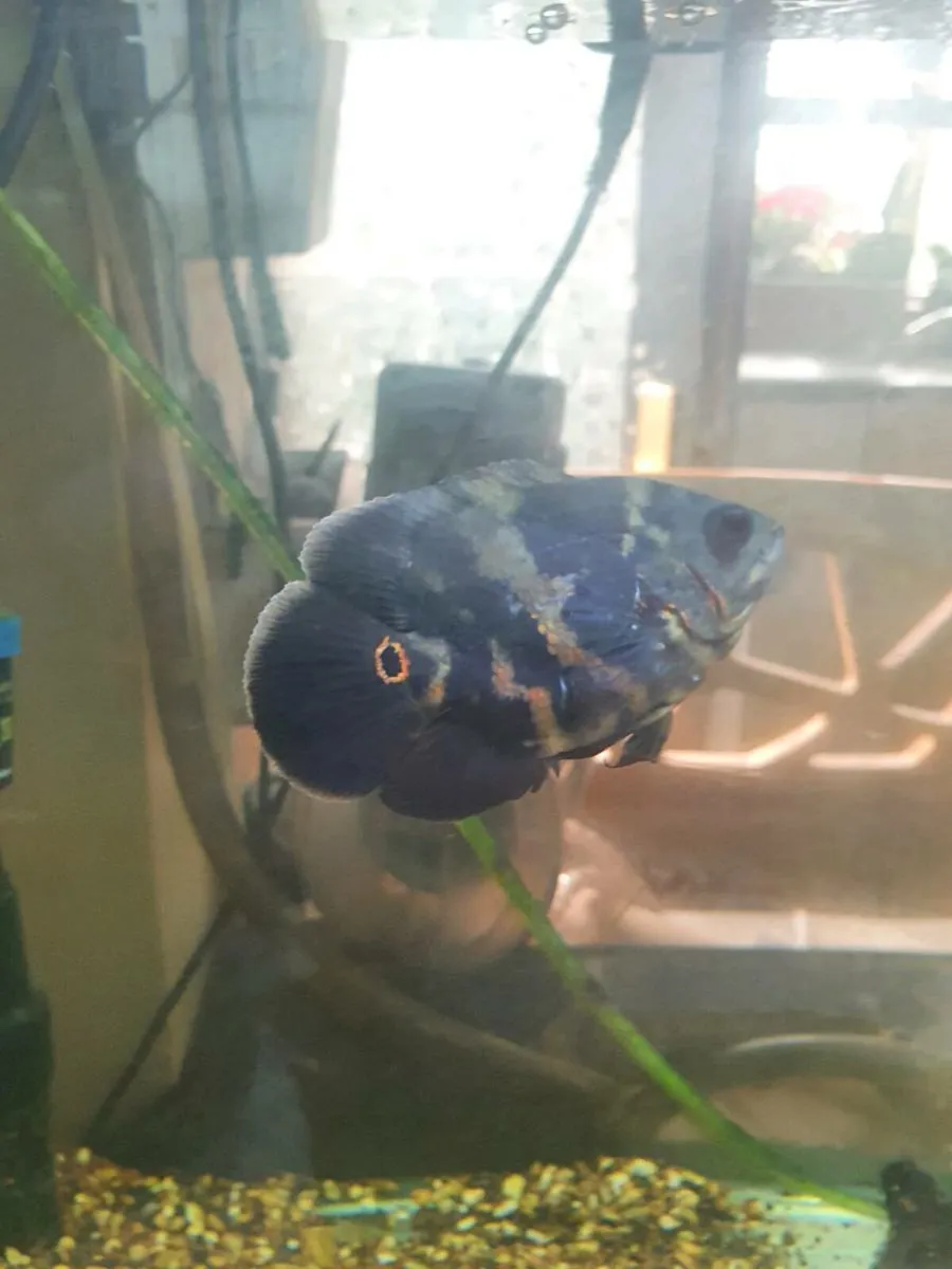 Fish - Image 4
