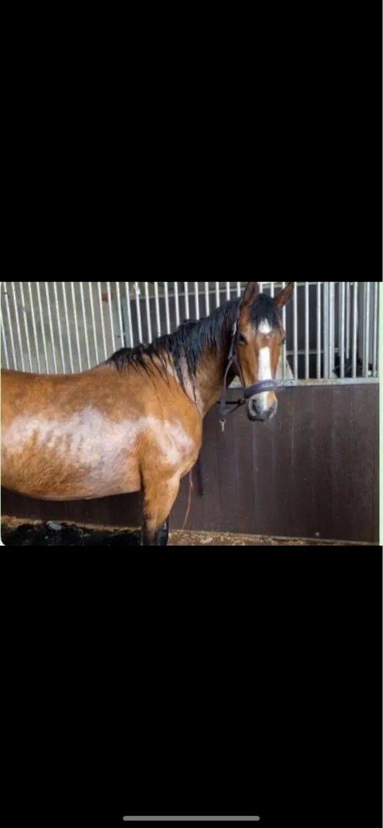 Riding Horse - Image 1