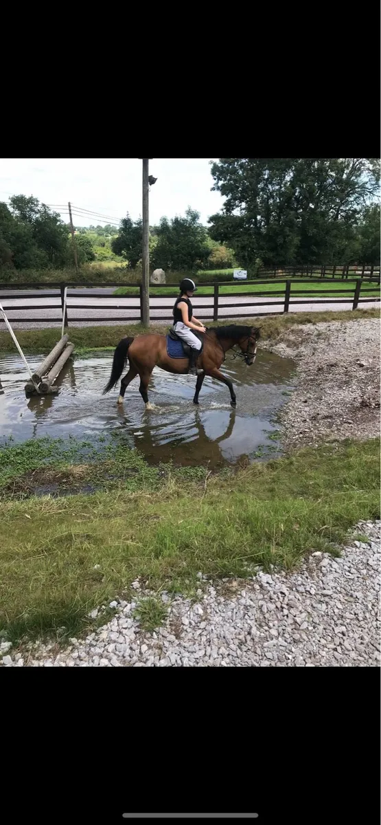 Riding Horse - Image 2