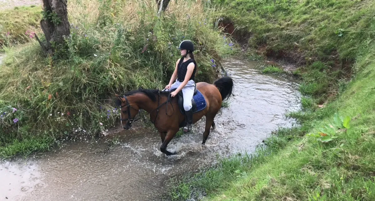 Riding Horse - Image 3