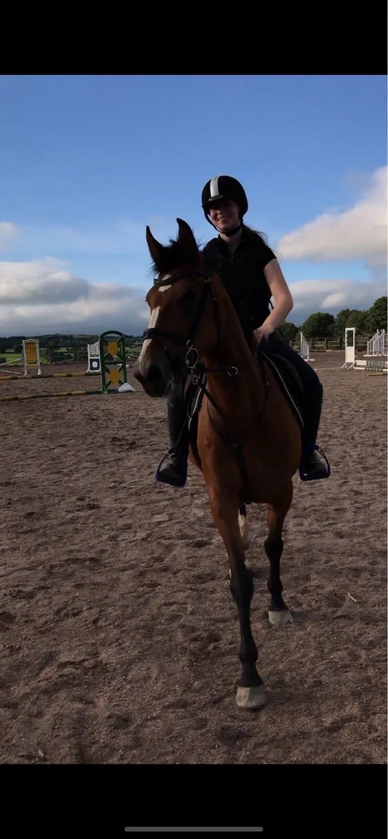 Riding Horse - Image 4