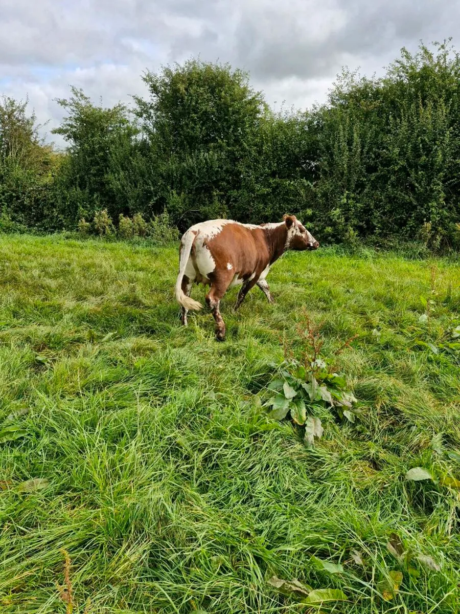PB irish moil incalf heifer - Image 3