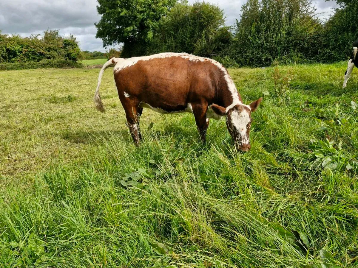 PB irish moil incalf heifer - Image 2